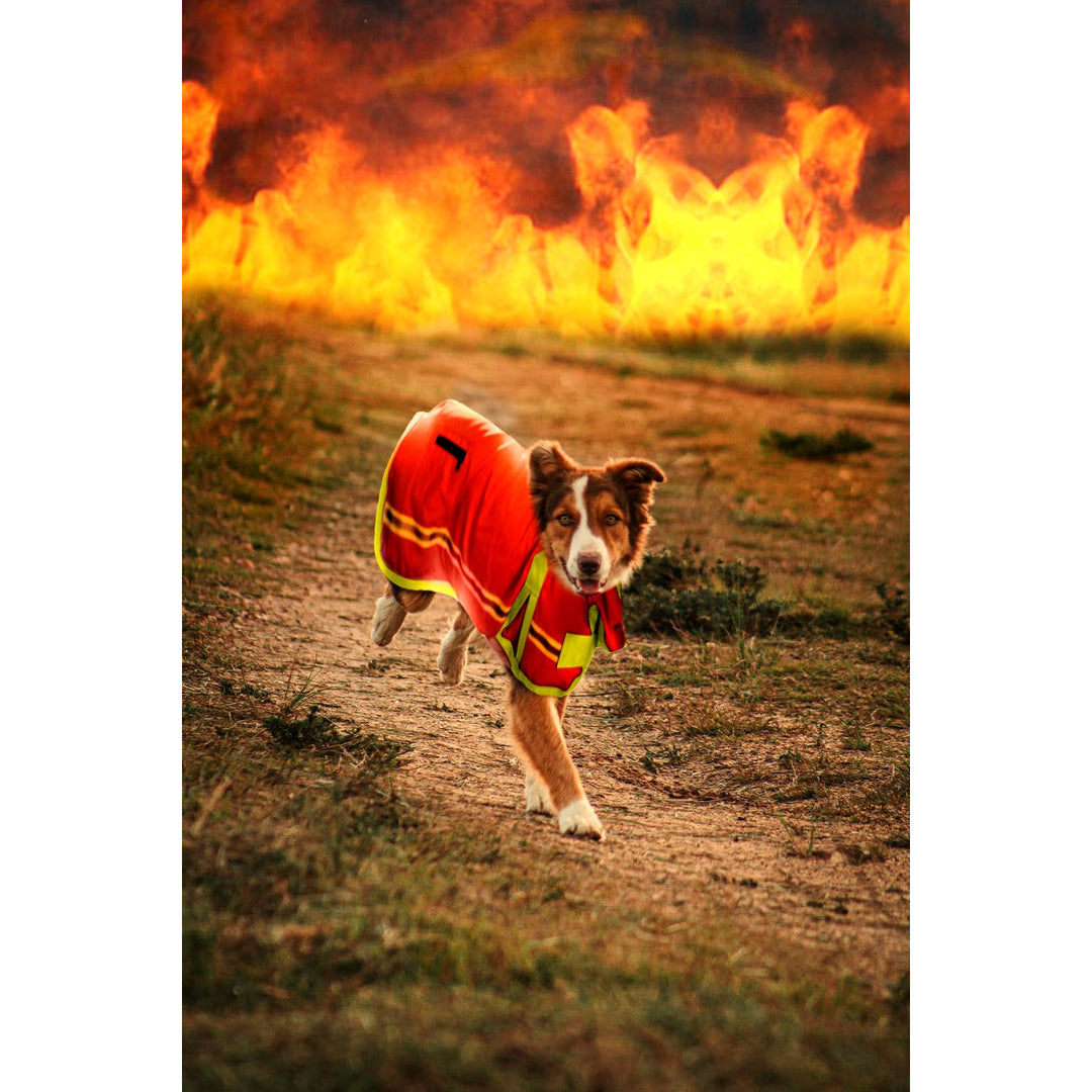 dog1.00_1080x.jpg?v=1575313614
